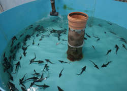 На восстановление осетра в Азовском море уйдёт до 15 лет