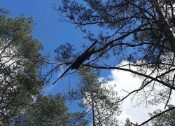 В Ростовской области обнаружили висящий на дереве беспилотник
