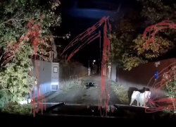 Уголовное дело возбуждено по факту нападения собаки на женщину в Ростове