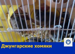 Замечательных джунгарских хомячков распродают по дешевке в Ростове