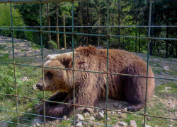 Ростовские врачи прооперировали подростка, которого в Абхазии укусил медведь