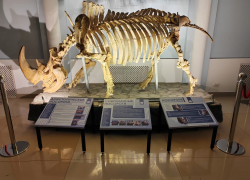 В Ростовском зоопарке появился настоящий скелет носорога с 3D рогами