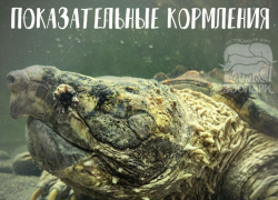 В Ростове пройдут показательные кормления грифовой черепахи