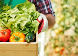 Эксперты привели рецепт для быстрого прорастания семян перца