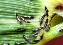 Под Ростовом ввели карантин из-за западного сельхозвредителя