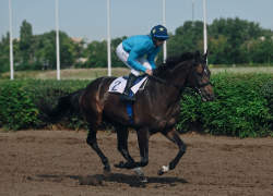 Скачки на ростовском ипподроме в 2025 году будут проходить без зрителей