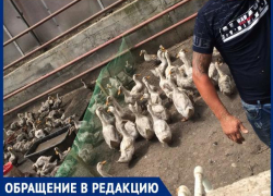 Ростовчанка пожаловалась на невыносимый запах от утиной фермы в центральной части города