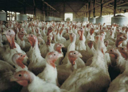 "Евродон" о шокирующем видео: сотрудники компании нарушили технологии уничтожения птицы и сняли это на видео