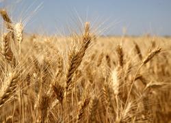 На Дону проведут госмониторинг пшеницы 2025 года