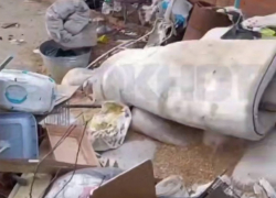 Владельцу приюта, где нашли трупы животных, задержали после попытки поджога 