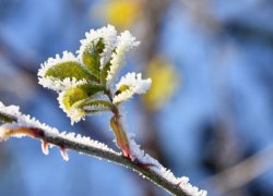 Ученые предупредили об угрозе заморозков в Ростовской области 