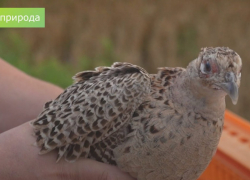 В Ростовской области в естественную среду обитания выпустили 100 молодых фазанов