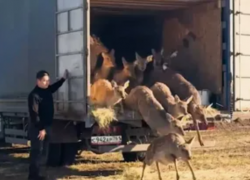 Муфлонов и пятнистых оленей в Ростовской области стало больше