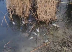 Минприроды отреагировало на сообщения о загрязнении реки в Ростовской области 