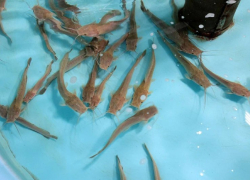 Лещи и сазаны могут покинуть водоемы Ростовской области из-за «вселенцев»