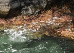 В Ростовской области зафиксирован сброс шахтных вод в пруды 