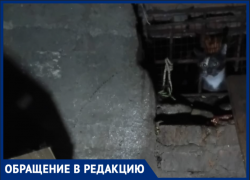В подвалах ростовских многоквартирных домов гибнут сотни котят