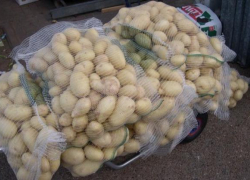 На Дону четвертую неделю подряд дорожает картофель