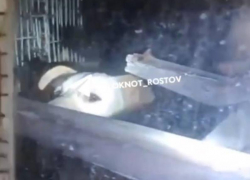 Десяток животных оказались заперты в заброшенном доме в Ростове 