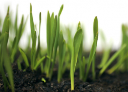 «Сингента» поднимает обработку семян на новый уровень