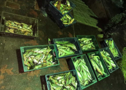 В Ростовской области задержали браконьеров с рыбой на три миллиона рублей