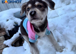 Из-за непогоды в Ростове ввели режим повышенной готовности  