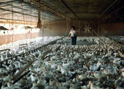 На Дону выросло производство мясной и молочной продукции