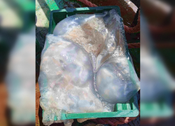 Ростовские ученые нашли в Азовском море 10-килограммовых медуз в 2022 году