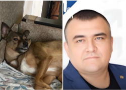 В Новочеркасске экс-кандидат в депутаты расстрелял собаку и угрожал ее хозяину