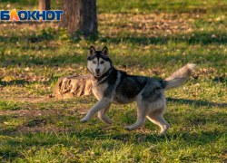 Самая теплая весна за последние 30 лет ожидается в Ростове   