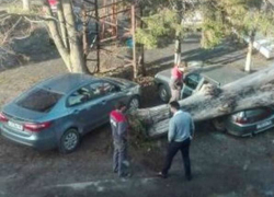 Рухнувший тополь расплющил отечественный автомобиль в Ростове