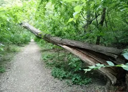 В Ростове в роще СКА нашли тело 33-летнего мужчины