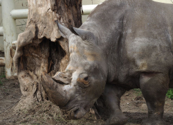 Ростовчане увидят показательное кормление белых носорогов в зоопарке