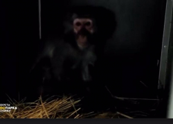 Итальянский зоопарк подарил Ростовской области опасных японских макак