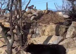 Спасенная медведица Маша теперь живет вместе с японскими макаками из Рима