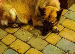 В Ростове умерла самая известная в городе собака Елизавета Горизонтовна