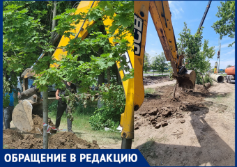 «Дети сажали их на майских праздниках»: ростовчанка пожаловалась на уничтожение молодых деревьев