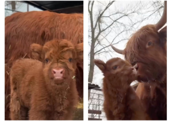 В парке «Лога» родилась девочка-теленок редкой породы Хайленд
