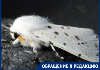 В Ростове гусеницы американской белой бабочки угрожают Зеленому острову