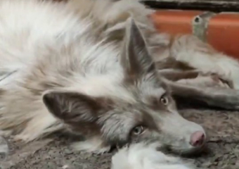 В зоопарке Ростова появился лис с необычным окрасом коликотт