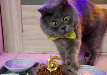 Удивленному коту-блогеру Феде из Ростовской области исполнилось 6 лет