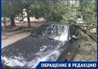 В Ростове упавшая ветка придавила женщину и помяла дорогую иномарку