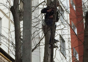 Бесстрашный ростовчанин спас котенка, которого на дерево загнала собака 