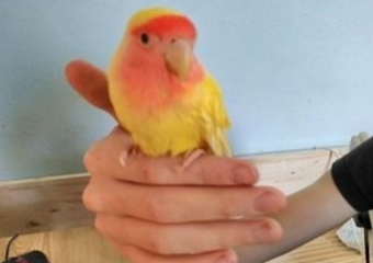 Гуляющего у фонтана жёлто-оранжевого попугая поймали в Ростове-на-Дону