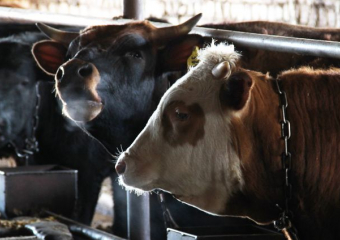 Донской фермер тайно завез в область больных коров