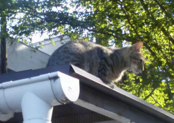 Ужесточить штрафы за незаконный отлов бездомных животных предложили ростовские депутаты