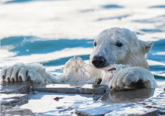 У белых медведей из ростовского зоопарка наступило любимое время года