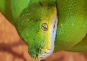 Королевой красоты в ростовском зоопарке стала представительница зеленых древесных питонов