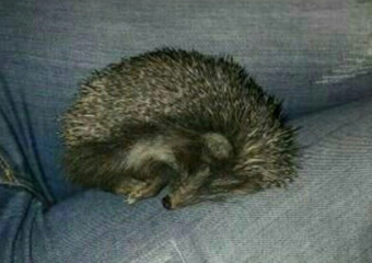 Милое колючее существо нашла жительница Ростова по дороге домой