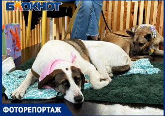 Один взгляд – и домой: как животные из приютов искали хозяев в Ростове – фоторепортаж
